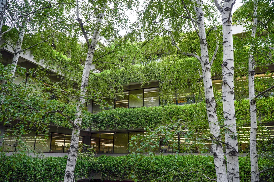 Illustrative photograph: Windows and planted ledges behind leafy birch trees